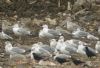 Caspian Gull at Private site with no public access (Steve Arlow) (78483 bytes)